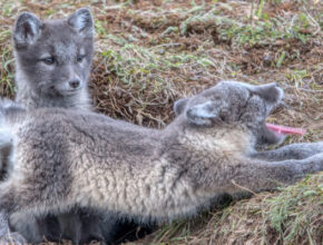 Cómo están construidos los refugios de los animales