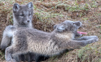 Cómo están construidos los refugios de los animales