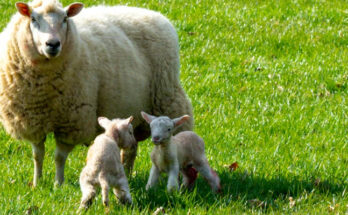 Reproducción animal