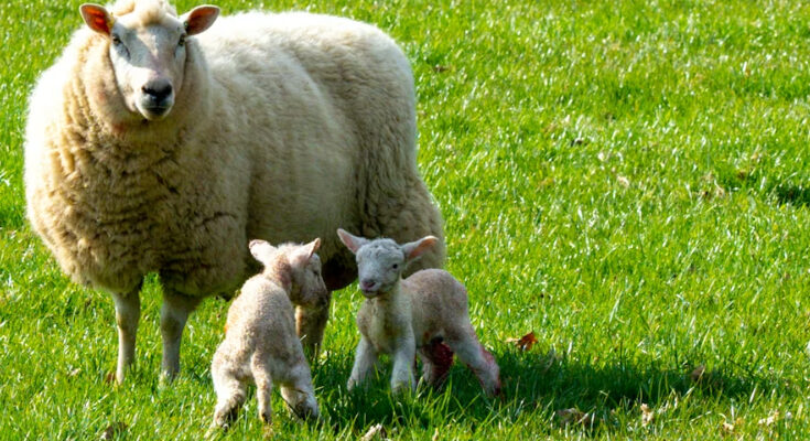 Reproducción animal